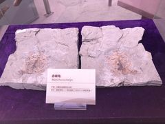 -陕西自然博物馆