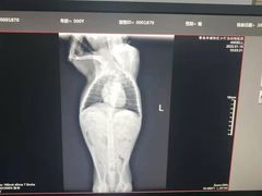 -小叮当动物医院·骨科·眼科