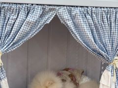 -汪说·狗咖·拼豆·宠物周边DIY(旺城大厦店)