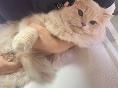 -申普宠物医院·心脏介入·心血管微创(总院)