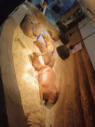 -Zoolung Zoolung动物主题公园(海信广场店)