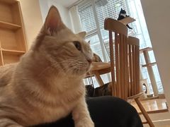 -是阿柴呀！柴犬咖啡·爱喵喵猫咖