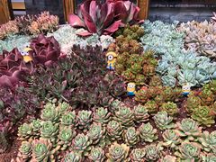 -木王宴语·野生鲜菌火锅(玉河店)