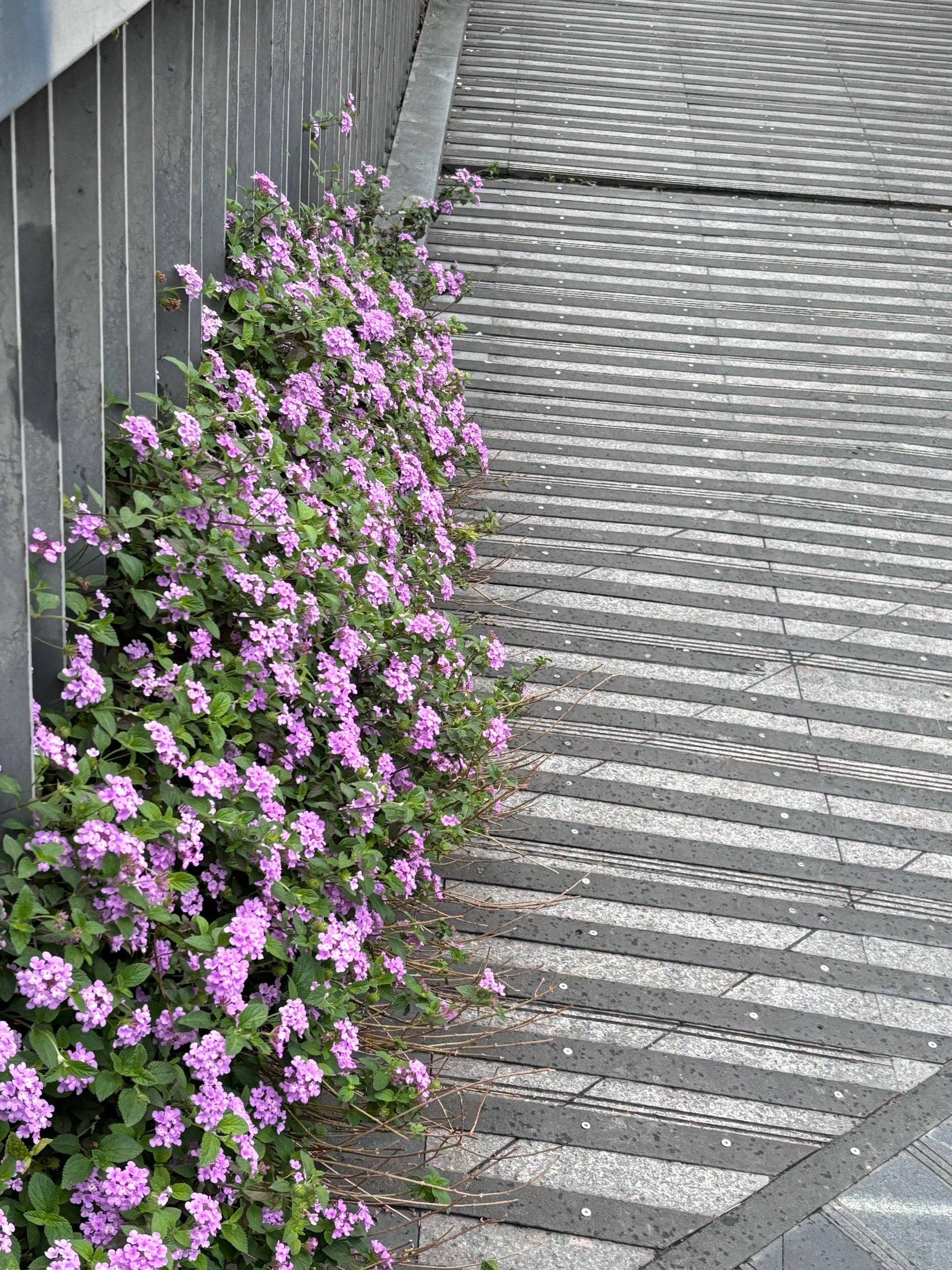 路边的漂亮小花