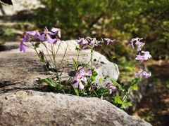 -鹫峰国家森林公园