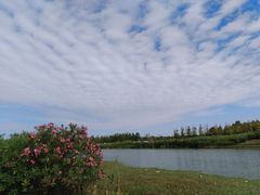 -春花秋色城市公园