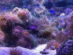-悉尼海洋生物水族馆