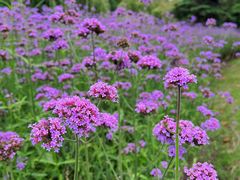 -上海滨江森林公园