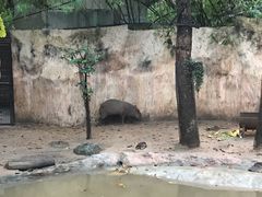 -清迈夜间动物园