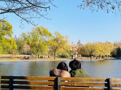 -上海共青森林公园