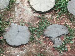 -桤木河湿地公园