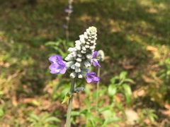 -广州神农草堂中医药博物馆