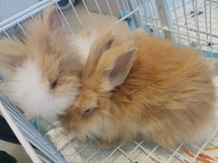 -怪兽屋·羊驼·猫咖·狗咖(俊华广场店)