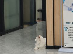-瑞派雷欧宠物医院·24h夜诊·心脏骨科牙科·全科重症转诊中心(无影山店)