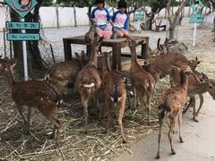 -鹿境梅花鹿生态园区