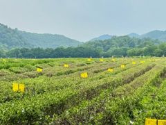 -中国茶叶博物馆(双峰馆区)