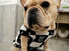 -和它·交个朋友·狗咖猫咖(爱琴海店)