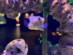 -太平洋海底世界