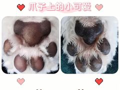 -瑞鹏宠物医院犬猫全科(真大分院)