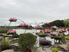 -荷兰花海