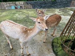 -贵州森林野生动物园