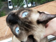 -达爱动物医院·犬猫分区·CT·复杂眼科(远洋山水分院)