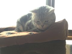 -猫咖时代(中山亭店)