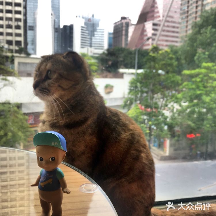 尤其是在自己忙碌一天休息的时候撸个猫解个乏