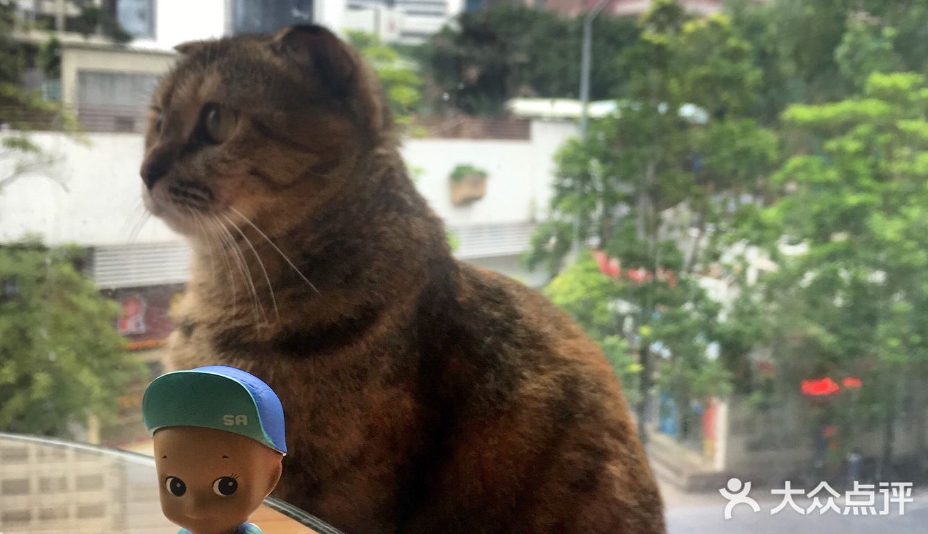 尤其是在自己忙碌一天休息的时候撸个猫解个乏