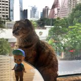 尤其是在自己忙碌一天休息的时候撸个猫解个乏