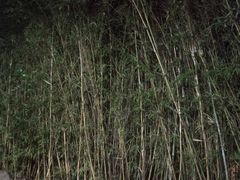 -森波拉火山温泉