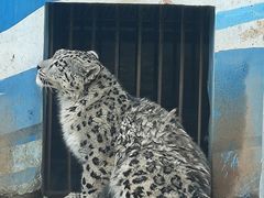 -青藏高原野生动物园