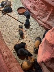 -Zoolung Zoolung动物主题公园(海信广场店)