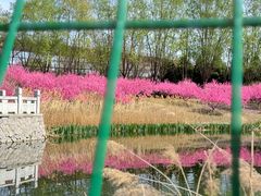 -大望京公园