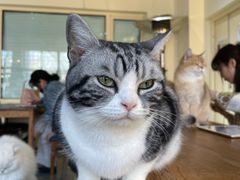 -猫小院猫主题餐厅(南锣旗舰店)