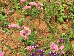 -松山湖梦幻百花洲