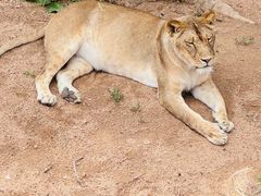 -西霞口神雕山野生动物世界