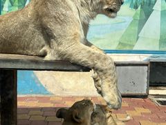 -大连森林动物园