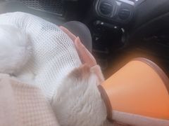 -安安宠医·安宠宠物医院