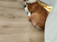 -浣熊柯尔鸭土拨鼠·电玩咖