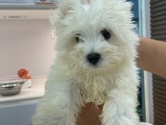 -翊宠yipet猫狗购宠庄园犬舍•猫舍