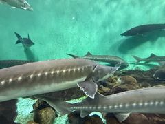 -太平洋海底世界