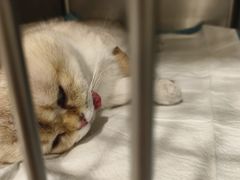 -艾吉宠物医院·疑难杂症转诊中心·猫友好(碧江路院)