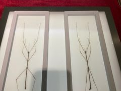 -上海昆虫博物馆