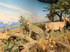 -陕西自然博物馆