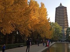-玲珑塔公园