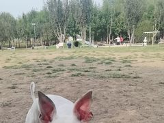 -爪吧宠物乐园 (温榆河示范区店)