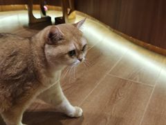 -有猫主题·治愈系猫咖(曾厝垵店)