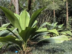 -中国科学院西双版纳热带植物园