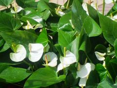 -西部兰花园生态园